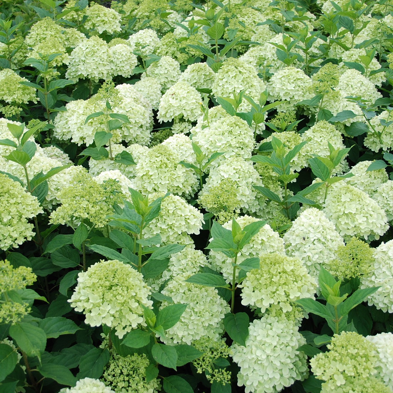 Гортензия метельчатая Диамантино